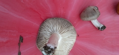 Tricholoma