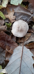 Tricholoma