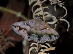 Hadennia maculifascia