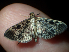 Rhimphaliodes macrostigma