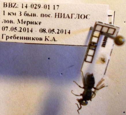 Tachysphex nitidus
