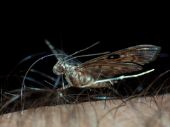 Rhimphaliodes macrostigma