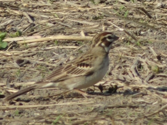 Chondestes grammacus