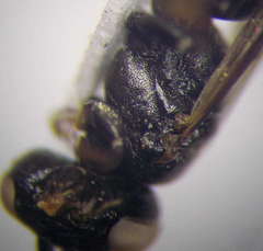 Tachysphex nitidus