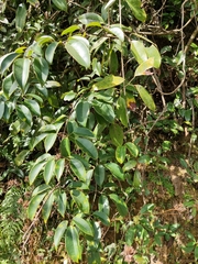 Jasminum lanceolarium