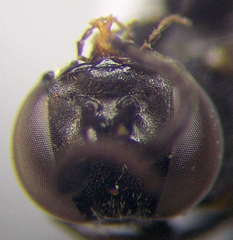 Tachysphex nitidus