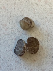 Descomyces