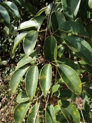 Jasminum lanceolarium