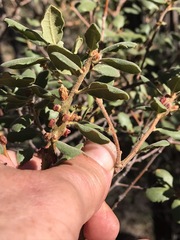 Disholcaspis mellifica