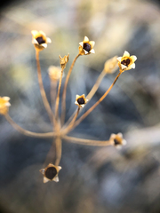 Androsace occidentalis