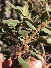 Disholcaspis mellifica