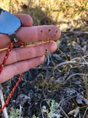 Androsace occidentalis