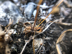 Androsace occidentalis