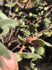 Disholcaspis mellifica