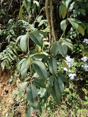 Jasminum lanceolarium