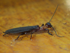 Oligotomidae