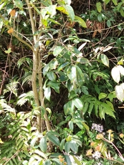 Jasminum lanceolarium