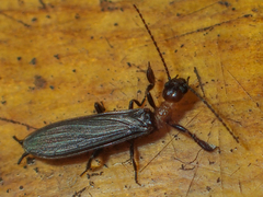 Oligotomidae