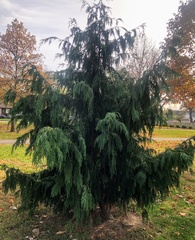 Cupressus