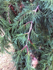 Cupressus