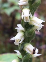 Spiranthes casei