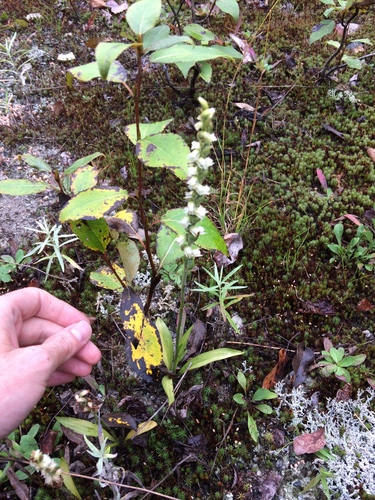 Case's lady's tresses (Spiranthes casei)