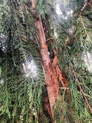 Cupressus