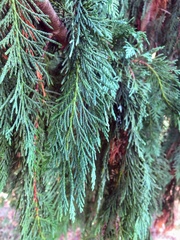 Cupressus