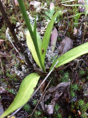 Spiranthes casei