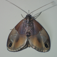 Cacyparis tenuipalpis