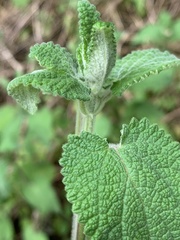Stachys grandifolia