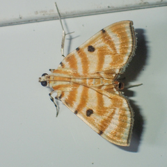 Notarcha tigrina