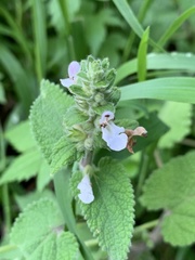 Stachys grandifolia