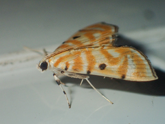 Notarcha tigrina