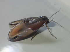 Cacyparis tenuipalpis