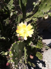 Opuntia monacantha
