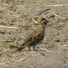 Chondestes grammacus