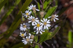 Olearia elliptica