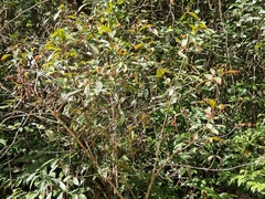 Photinia davidiana