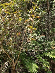 Photinia davidiana