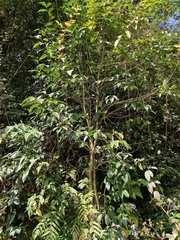 Photinia davidiana