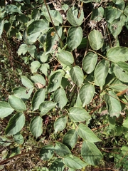 Tapiscia sinensis