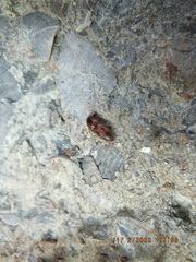 Aeolus mellillus