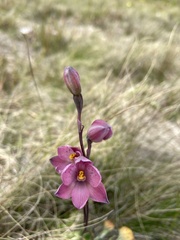 Thelymitra × irregularis
