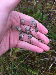 Packera schweinitziana