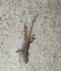 Sceloporus pyrocephalus