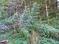 Taxus globosa
