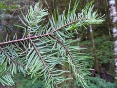 Taxus globosa