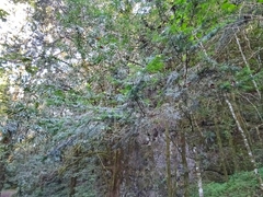 Taxus globosa