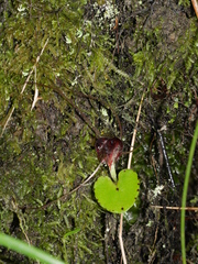 Corybas iridescens